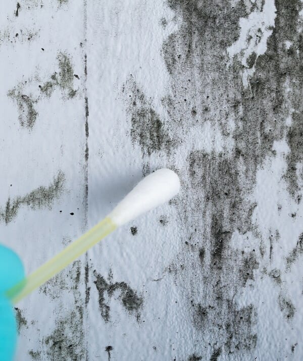 Mold on wall being swabbed